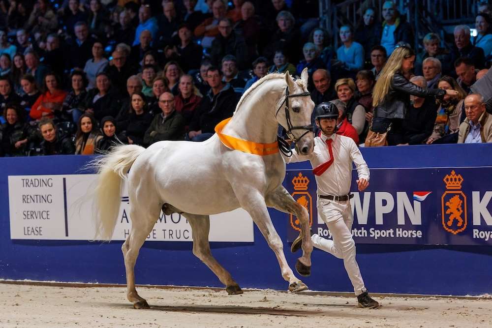 Untouchable  Stallion